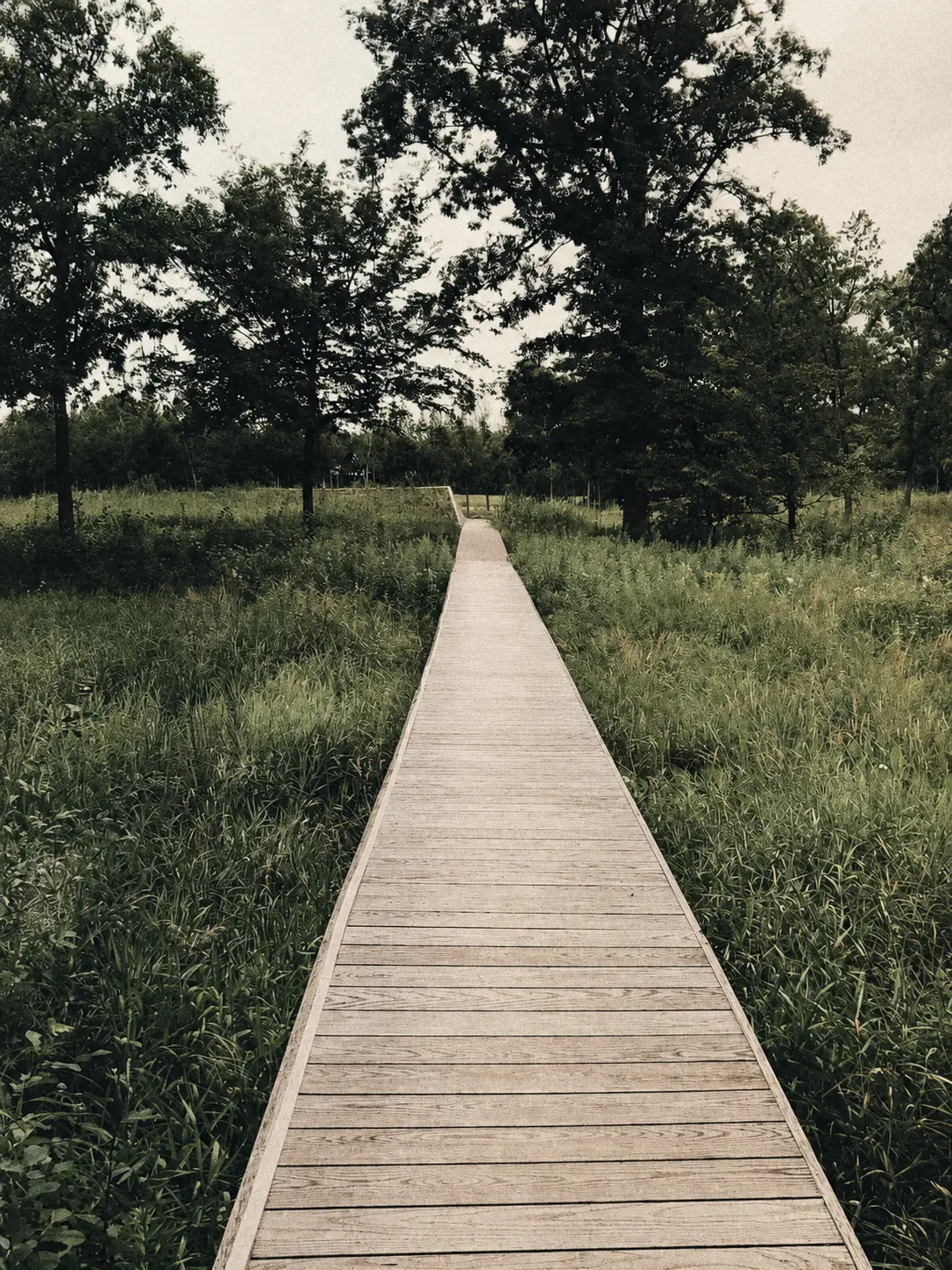 A wooden boardwalk path leading through the meadow at Wyelea