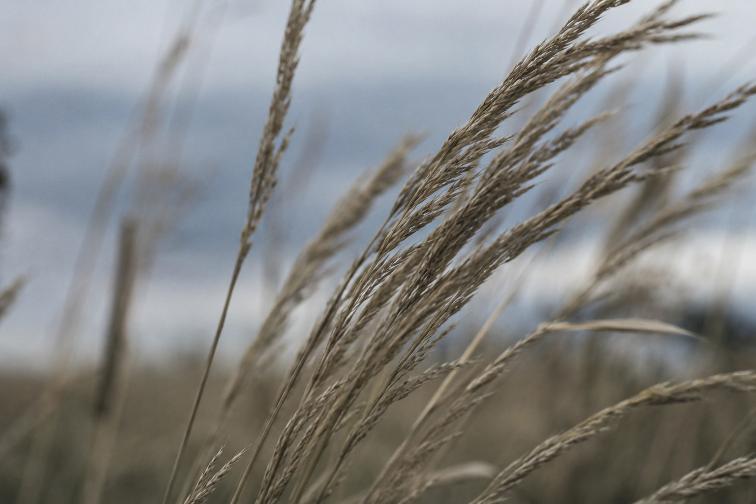 Prairie grasses moving in the wind at Wyelea